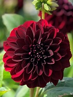 �������� La Recoleta