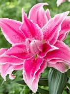 ����� Roselily Jasmina 15/17