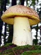 Мицелий Боровик желтый/Полубелый гриб