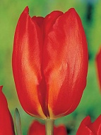 Тюльпан Lalibela (3 шт)