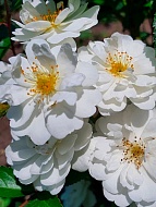 ���� ������� �� ���� (Guirlande d'Amour) ���������