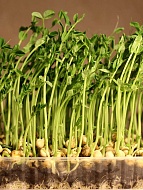 Семена Микрозелени Горох 30 г Craft