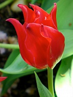 Тюльпан Pretty Woman лилиецветный (3 шт)