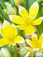 Тюльпан Tarda ботанический