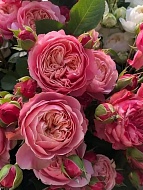 ���� ��������� ������� (Victorian Classic) �����-��������� C3