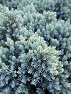������������ ���������� Blue Star C7.5, ��.