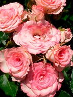 ���� ����� ����� ������� (Bella Linda Cruella) ���������