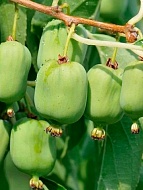 ��������� ������������� (�������)