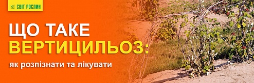 Що таке вертицильоз: як розпізнати та лікувати