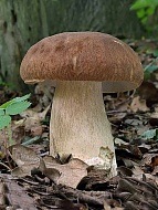 Мицелий Белый гриб Дубовый