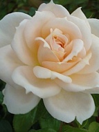 Роза английская Кordes Лайонс Роуз