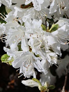    (Geisha Weiss) 3 