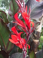 ����� Red Stripe