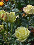 Роза мелкоцветковая Лувиана (Luviana)