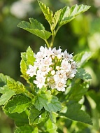 ������������� Little Greeny �5