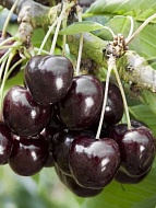 ������� ��������� �������