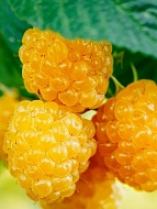 ������ ������ ���� ����������� ������ 3 ��