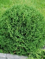 ��� ������ �9