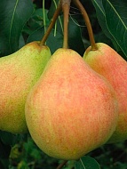 ����� ������� �������