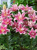 ����� Roselily Isabella 14/16