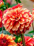 �������� Creme de Cognac