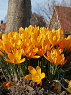   Golden Yellow ( )