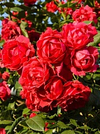 ���� ���� ������� (Pauls Scarlet) ��������� �3